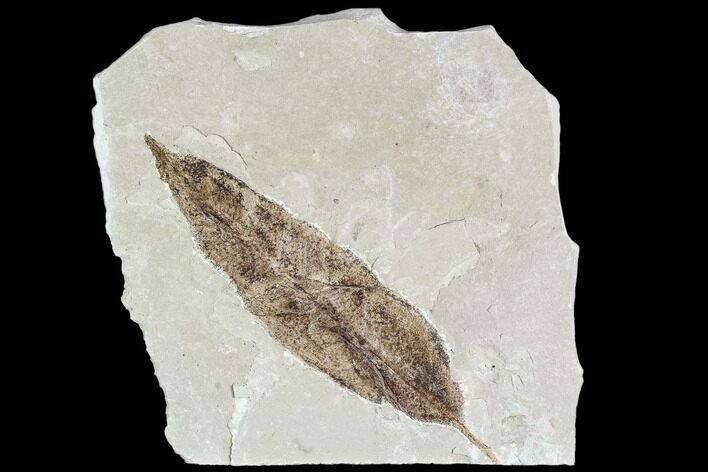 Fossil Leaf (Allophylus)- Green River Formation, Utah #110345